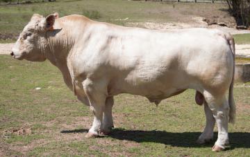 WB XENON 9150